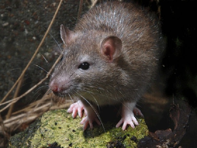 Lý do chuột được coi là điềm báo xấu